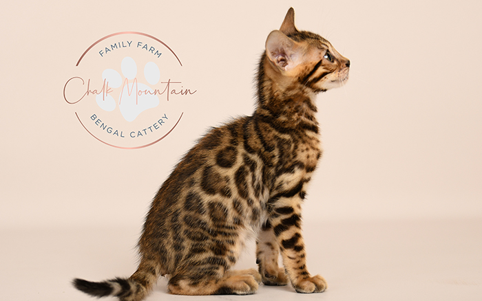 Bengal kitten for sale